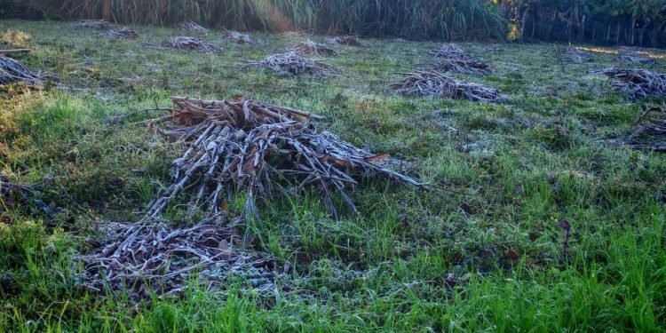 Escarchas en el sur del país marcan el amanecer más frío del año