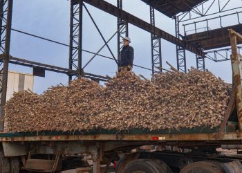 Petropar supera las 60.000 toneladas de caña molida en el primer mes de zafra