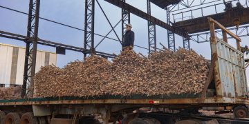 Petropar supera las 60.000 toneladas de caña molida en el primer mes de zafra