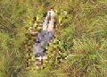 Visita de un cuervo le alertó que había un cuerpo humano desmembrado en su finca