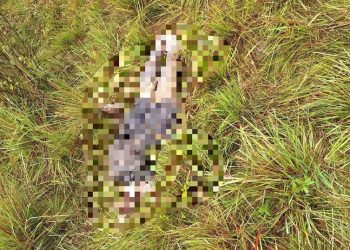 Visita de un cuervo le alertó que había un cuerpo humano desmembrado en su finca