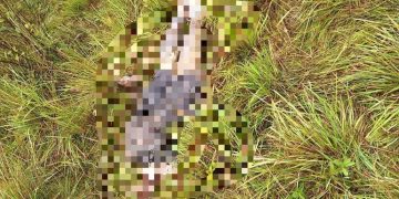 Visita de un cuervo le alertó que había un cuerpo humano desmembrado en su finca