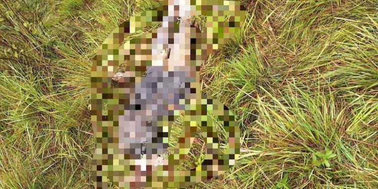 Visita de un cuervo le alertó que había un cuerpo humano desmembrado en su finca