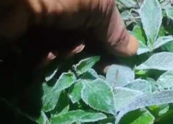 Heladas causan daños en cultivos agrícolas en el sur y este del país