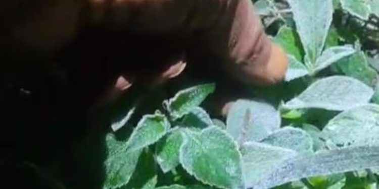 Heladas causan daños en cultivos agrícolas en el sur y este del país