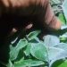 Heladas causan daños en cultivos agrícolas en el sur y este del país