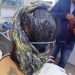 Por celos, hombre derramó pegamento para zapatos en el cabello a su pareja