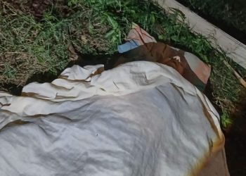 Septuagenario muere aplastado por un árbol