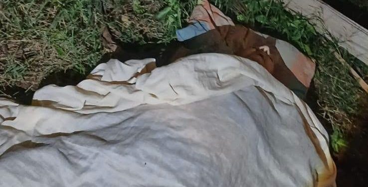 Septuagenario muere aplastado por un árbol