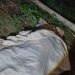 Septuagenario muere aplastado por un árbol