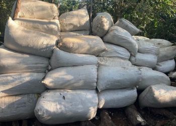 Destruyen más de 2.600 kilos de presunta marihuana en operativo antidrogas en Capitán Bado