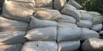 Destruyen más de 2.600 kilos de presunta marihuana en operativo antidrogas en Capitán Bado