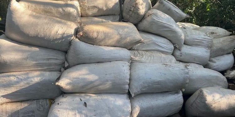 Destruyen más de 2.600 kilos de presunta marihuana en operativo antidrogas en Capitán Bado