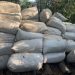 Destruyen más de 2.600 kilos de presunta marihuana en operativo antidrogas en Capitán Bado