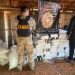 Incautan más de media tonelada de marihuana almacenada en depósito narco de Villa Ygatimí