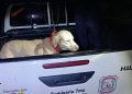 Rescatan a perro presuntamente maltratado tras viralización de un vídeo