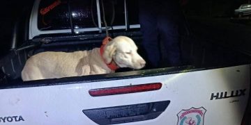 Rescatan a perro presuntamente maltratado tras viralización de un vídeo