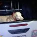 Rescatan a perro presuntamente maltratado tras viralización de un vídeo