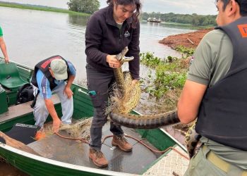 Rescatan un ejemplar de mbói jagua atrapado en una red de pesca en Canindeyú