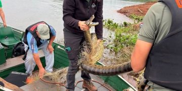 Rescatan un ejemplar de mbói jagua atrapado en una red de pesca en Canindeyú