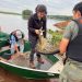 Rescatan un ejemplar de mbói jagua atrapado en una red de pesca en Canindeyú