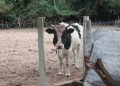Capataz falleció tras presunto ataque de un toro en Pirayú