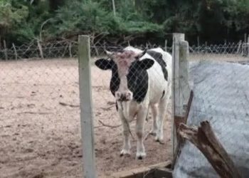 Capataz falleció tras presunto ataque de un toro en Pirayú