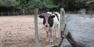 Capataz falleció tras presunto ataque de un toro en Pirayú