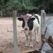 Capataz falleció tras presunto ataque de un toro en Pirayú
