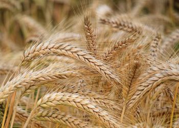 Advierten sobre posible expansión de hongo que podría causar destrucción masiva de cultivos de trigo
