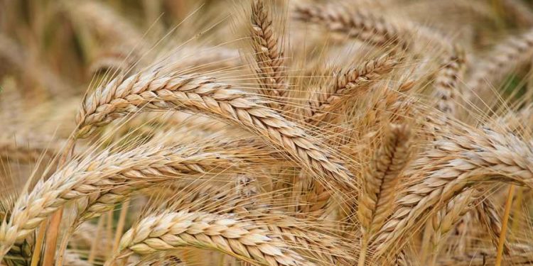 Advierten sobre posible expansión de hongo que podría causar destrucción masiva de cultivos de trigo