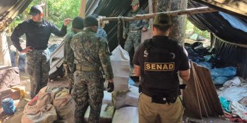 Desarticulan megaestructura de marihuana en Yby Yaú y causan perjuicio millonario al narcotráfico