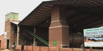 Bajos precios golpean a productores yerbateros de Paso Yobái