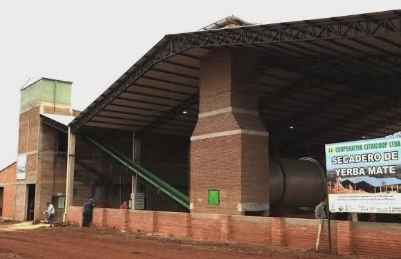 Bajos precios golpean a productores yerbateros de Paso Yobái