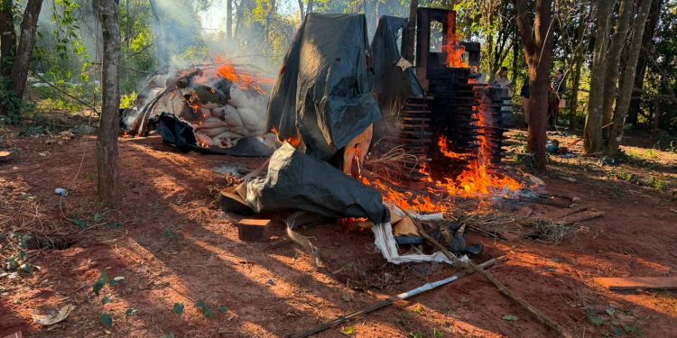 Destruyen campamento narco y más de 3.500 kilos de marihuana en San Pedro