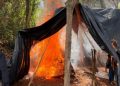 Más de 10 toneladas de marihuana fueron destruidas en operativo en Amambay