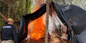 Más de 10 toneladas de marihuana fueron destruidas en operativo en Amambay
