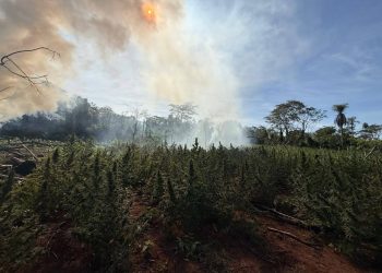 Destruyen plantaciones y unas 2 toneladas de marihuana en San Pedro