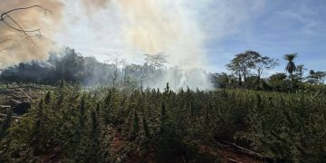 Destruyen plantaciones y unas 2 toneladas de marihuana en San Pedro