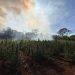 Destruyen plantaciones y unas 2 toneladas de marihuana en San Pedro