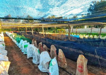 Emiten alerta agropecuaria ante la alta probabilidad de un evento El Niño moderado a fuerte