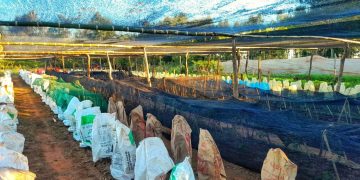 Emiten alerta agropecuaria ante la alta probabilidad de un evento El Niño moderado a fuerte