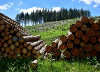Sector forestal paraguayo exportó por más de USD 8,5 millones en mayo y llegó a 28 países