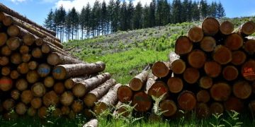 Sector forestal paraguayo exportó por más de USD 8,5 millones en mayo y llegó a 28 países