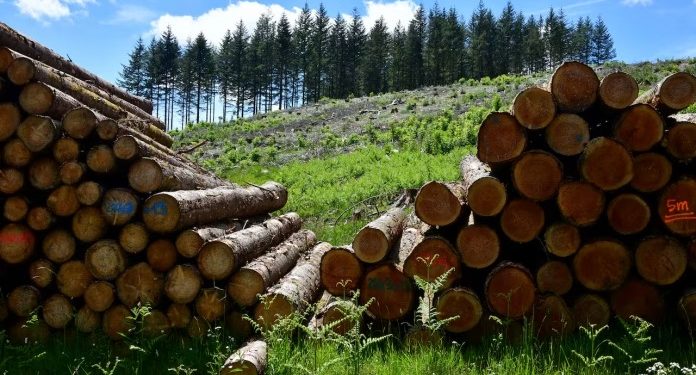 Sector forestal paraguayo exportó por más de USD 8,5 millones en mayo y llegó a 28 países
