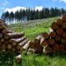Sector forestal paraguayo exportó por más de USD 8,5 millones en mayo y llegó a 28 países