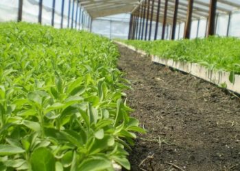 Exportaciones de stevia paraguaya crecen un 517% y las legumbres saltan un 339% en cinco meses