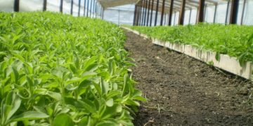 Exportaciones de stevia paraguaya crecen un 517% y las legumbres saltan un 339% en cinco meses