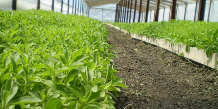 Exportaciones de stevia paraguaya crecen un 517% y las legumbres saltan un 339% en cinco meses