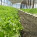 Exportaciones de stevia paraguaya crecen un 517% y las legumbres saltan un 339% en cinco meses